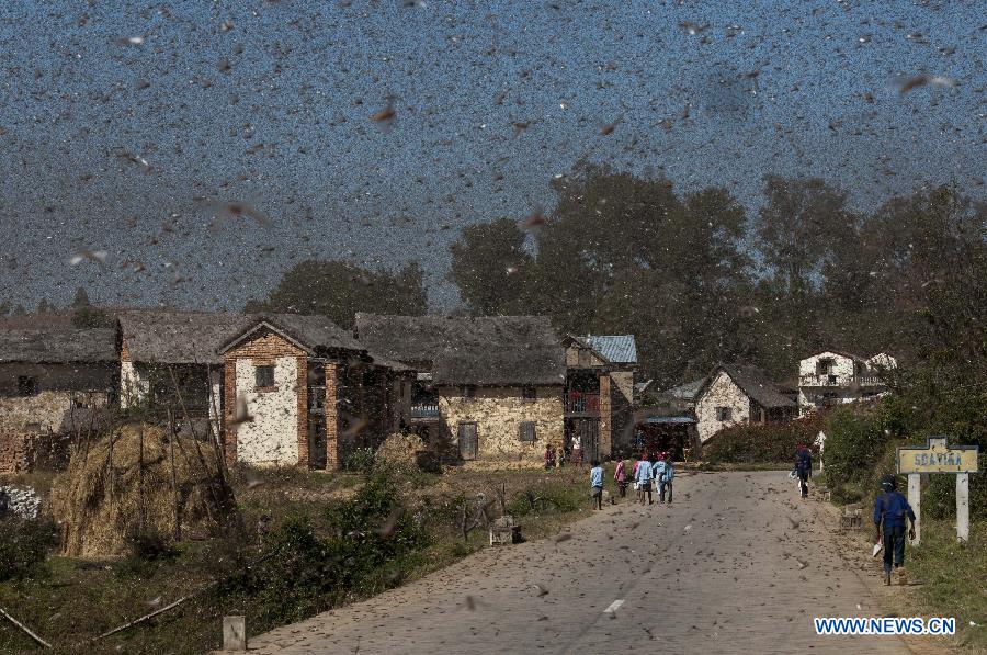 Locusts fly across Ilaka Centre Village, Soavina County of Ambositra dirstict, around 225 km south of Madagascar's capital Antananarivo on May 28, 2013. Locust plague is threatening the livelihoods of people in Madagascar, more than 90 percent of whom earn a living from agriculture. Madagascar's transition presidency said recently it will unlock two billions Ariary (about one million US dollars) to fight against locust plague, while according to the Food and Agriculture Organization (FAO), the fight against the locust in Madagascar requires 22 million US dollars and an additional fund of 19 million US dollars. If no action is taken, at least 1.5 million hectares covering two-thirds farmland of the country would be infested by locusts by September 2013.(Xinhua/He Xianfeng) 