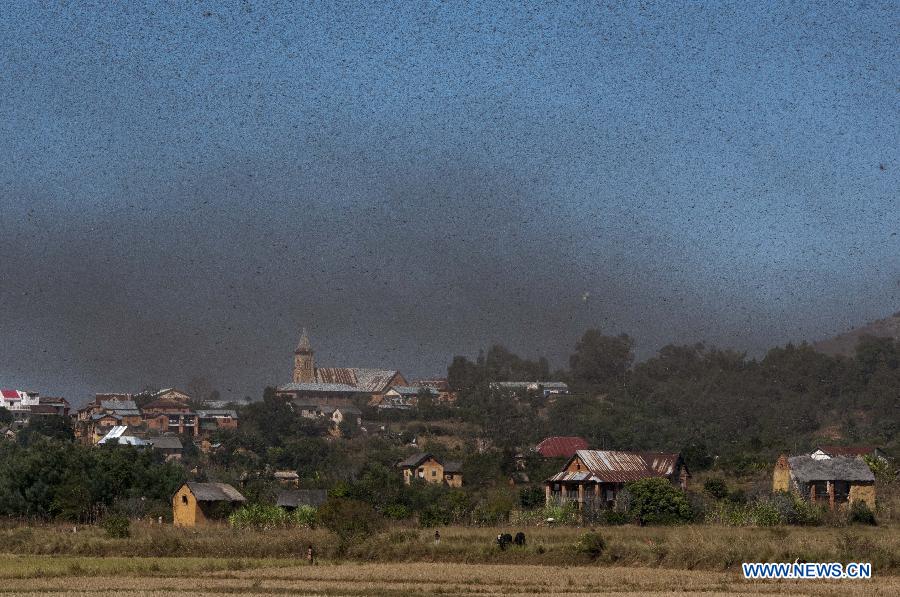 Locusts fly across Ilaka Centre Village, Soavina County of Ambositra dirstict, around 225 km south of Madagascar's capital Antananarivo on May 28, 2013. Locust plague is threatening the livelihoods of people in Madagascar, more than 90 percent of whom earn a living from agriculture. Madagascar's transition presidency said recently it will unlock two billions Ariary (about one million US dollars) to fight against locust plague, while according to the Food and Agriculture Organization (FAO), the fight against the locust in Madagascar requires 22 million US dollars and an additional fund of 19 million US dollars. If no action is taken, at least 1.5 million hectares covering two-thirds farmland of the country would be infested by locusts by September 2013.(Xinhua/He Xianfeng) 