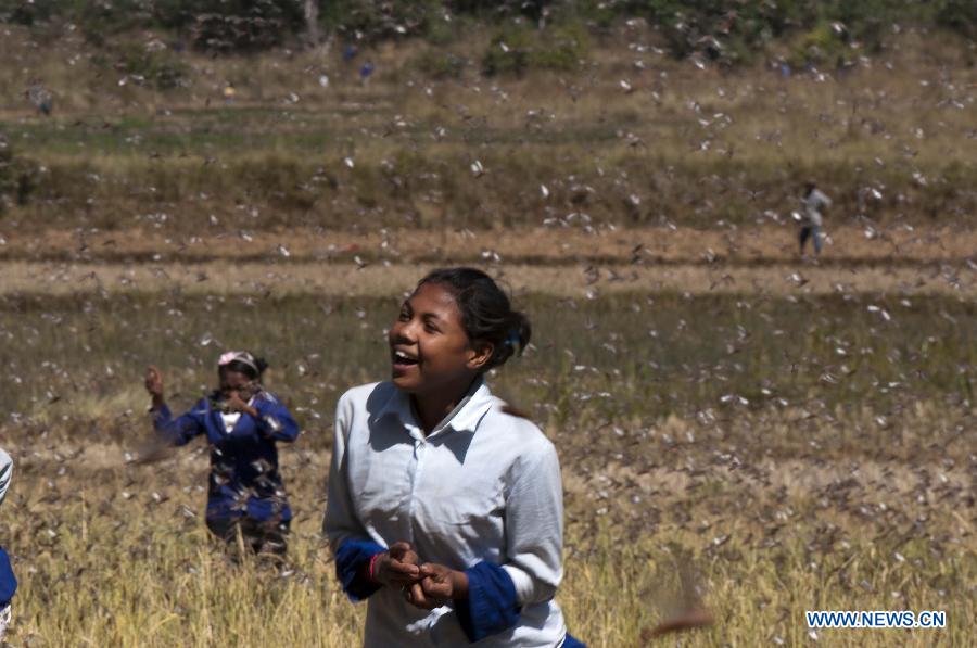 Children play in locusts which fly across Ilaka Centre Village, Soavina County of Ambositra dirstict, around 225 km south of Madagascar's capital Antananarivo on May 28, 2013. Locust plague is threatening the livelihoods of people in Madagascar, more than 90 percent of whom earn a living from agriculture. Madagascar's transition presidency said recently it will unlock two billions Ariary (about one million US dollars) to fight against locust plague, while according to the Food and Agriculture Organization (FAO), the fight against the locust in Madagascar requires 22 million US dollars and an additional fund of 19 million US dollars. If no action is taken, at least 1.5 million hectares covering two-thirds farmland of the country would be infested by locusts by September 2013.(Xinhua/He Xianfeng) 