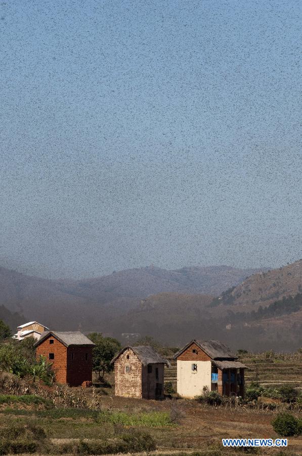 Locusts fly across Ilaka Centre Village, Soavina County of Ambositra dirstict, around 225 km south of Madagascar's capital Antananarivo on May 28, 2013. Locust plague is threatening the livelihoods of people in Madagascar, more than 90 percent of whom earn a living from agriculture. Madagascar's transition presidency said recently it will unlock two billions Ariary (about one million US dollars) to fight against locust plague, while according to the Food and Agriculture Organization (FAO), the fight against the locust in Madagascar requires 22 million US dollars and an additional fund of 19 million US dollars. If no action is taken, at least 1.5 million hectares covering two-thirds farmland of the country would be infested by locusts by September 2013.(Xinhua/He Xianfeng) 