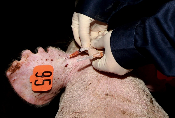 A staffer from the Shanghai Entry-Exit Inspection and Quarantine Bureau conducts a skin test on a boar on June 3, 2013. For the first time, China has imported 865 breeding pigs from the United States, which will help the genetic improvement of the native breeds. The total value of the boars is more than 20 million yuan ($3.26 million). [Photo/Xinhua]