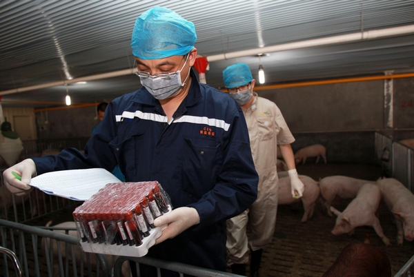 A staffer from the Shanghai Entry-Exit Inspection and Quarantine Bureau checks blood samples on June 3, 2013. For the first time, China has imported 865 breeding pigs from the United States, which will help the genetic improvement of the native breeds. The total value of the boars is more than 20 million yuan ($3.26 million). [Photo/Xinhua]