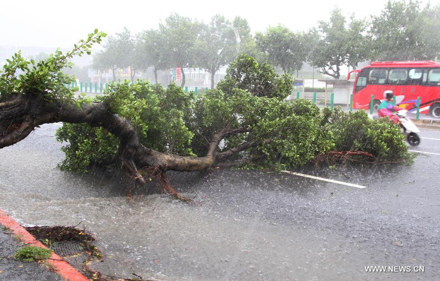 A tree is blown down in rain in Taipei, southeast China's Taiwan, June 4, 2013. A rainstorm and hail hit the city on Tuesday. (Xinhua/Wu Ching-teng)