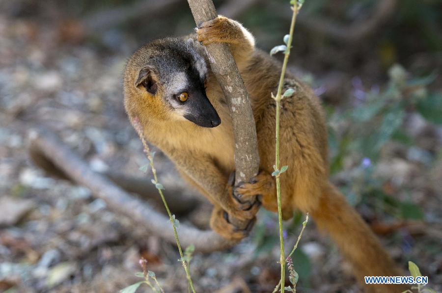 Photo taken on May 30, 2013 shows a lemur at Isalo National Park in the Ihorombe region, southwestern Madagascar. Isalo National Park is konwn for a variety of physiognomies and species of birds, frogs and mammals. (Xinhua/He Xianfeng) 