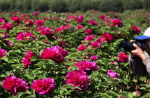 Peony park in Huairou District