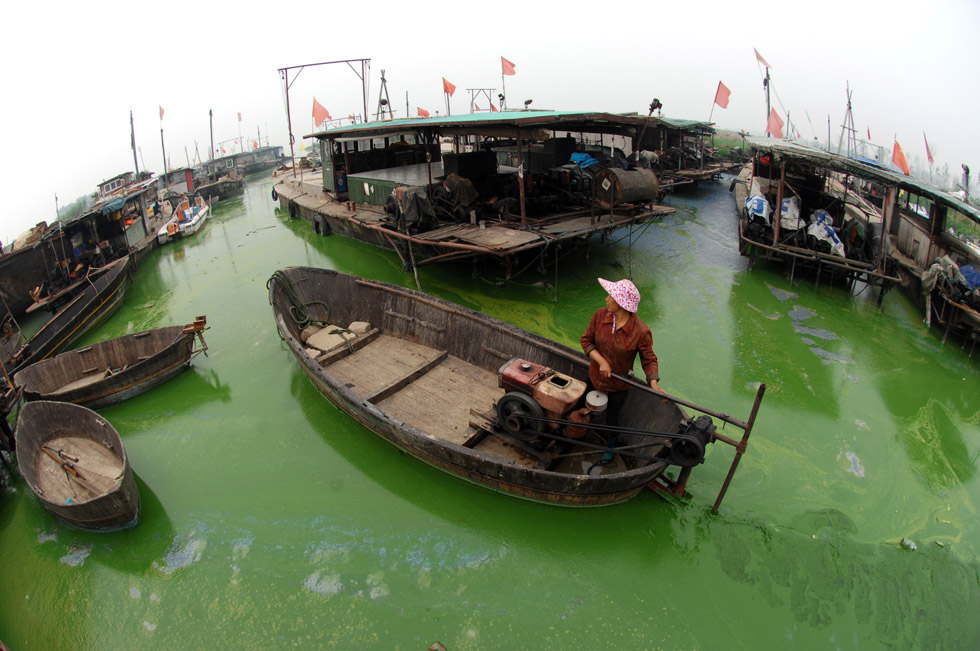 Rising temperature has contributed to the algae bloom in the Chaohu Lake. Nearly half of the lake surface is covered with algae. (Xinhua photo/ Yang  Xiaoyuan)