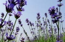 Lavender flowers in China's Wuxi