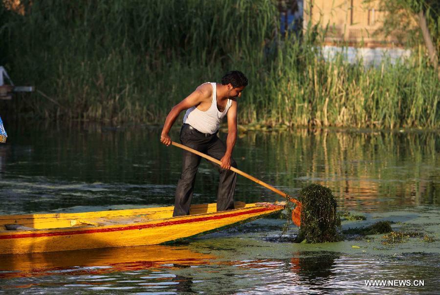A Kashmiri boatman removes weeds from polluted waters of Dal Lake in Srinagar, summer capital of Indian-controlled Kashmir, June 4, 2013. The World Environment Day that falls on June 5 is celebrated by the United Nations to stimulate worldwide awareness of environmental issues and encourages political action. (Xinhua/Javed Dar)