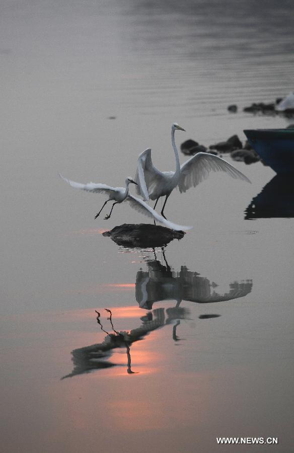 Image taken on April 21, 2013, shows birds flying over lake Suchitlan, in Suchitoto, El Salvador. Lake Suchitlan, which was formed because of the contruction of a hydroelectric plant in 1973, houses different species of flora and fauna in its surroundings. On every June 5, the "World Environment Day" is celebrated worldwide, which was established by the United Nations (UN) in order to create awareness and sensitize the public opinion in relation to environmental themes, according to local press. (Xinhua/Oscar Rivera)