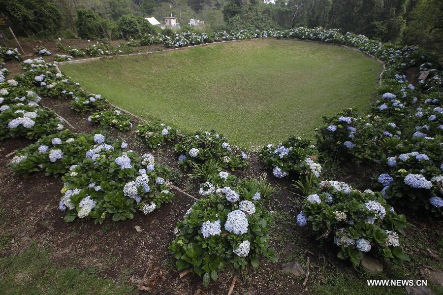 Image taken on May 7, 2013, shows flowers blooming in the "Jardin de los Cien Anos" (Garden of the Hundred Years), which is part of the Transboundary Biosphere Reserve "Trifinio Fraternidad" in the Montecristo National Park, in Metapan, El Salvador. This Transboundary Biosphere Reserve "Trifinio Fraternidad" was designated by the United Nations Educational, Scientific and Cultural Organization (UNESCO) in June, 2011. It's the first Transboundary Biosphere Reserve in the American continent, and counts with an extention of 1,500 kilometers square, spanning over eight municipalities in El Salvador, two in Guatemala and two other in Honduras. On every June 5, the "World Environment Day" is celebrated worldwide, which was established by the United Nations (UN) in order to create awareness and sensitize the public opinion in relation to environmental themes, according to local press. (Xinhua/Oscar Rivera) 