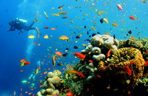 Top 10 diving paradises
