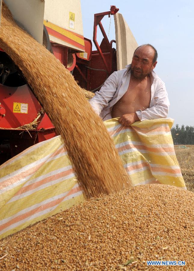 Farmers harvest wheat in a field in Xiaokonglou Village, Huaiyang County, in Zhoukou, central China's Henan Province, June 5, 2013. The day of June 5 this year marks the day of "Mangzhong", or "Grain in Ear", literally meaning the maturity of crops, which is the ninth of the 24 solar terms on Chinese Lunar Calendar. (Xinhua/Li Bo)