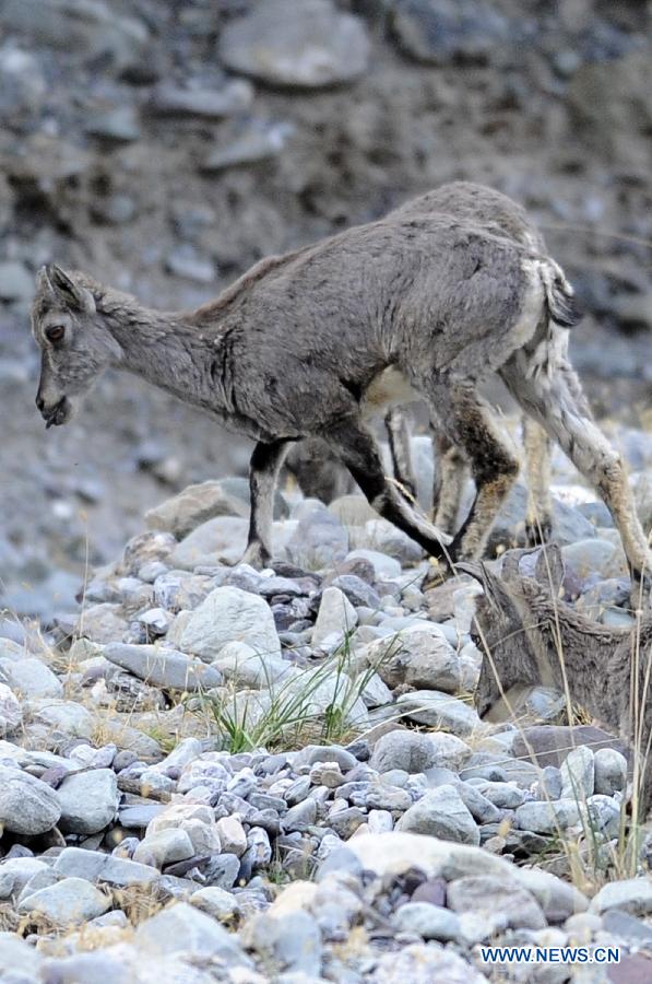 A blue sheep runs in the Helan mountain area in northwest China's Ningxia Hui Autonomous Region, May 29, 2013. Helan mountain area has become world's heaviest inhabited area for blue sheep as the number reached over 20,000 currently due to enhanced wildlife reservation. (Xinhua/Li Ran)