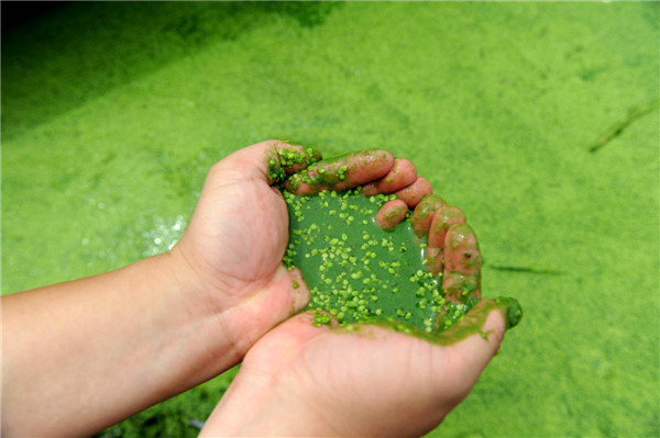 A fisherman shows blue-green algae and other plankton from Chaohu Lake in Hefei, East China's Anhui province, on June 4, 2013. The blue-green algae can lead to loss of oxygen and result in fish deaths. As one of China's five largest freshwater lakes, Chaohu Lake has been plagued by massive blue-green algae outbreaks in recent years, as the rising domestic and industrial sewage from the bourgeoning population and industry in adjacent regions led to high levels of nitrogen and phosphorus in the water. [Photo/Xinhua]