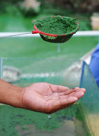 An environmental worker shows algae that was separated from algae-laden waste water in Chaohu Lake, Hefei, East China's Anhui province, on June 4, 2013. The blue-green algae can lead to loss of oxygen and result in fish deaths. As one of China's five largest freshwater lakes, Chaohu Lake has been plagued by massive blue-green algae outbreaks in recent years, as the rising domestic and industrial sewage from the bourgeoning population and industry in adjacent regions led to high levels of nitrogen and phosphorus in the water. [Photo/Xinhua]