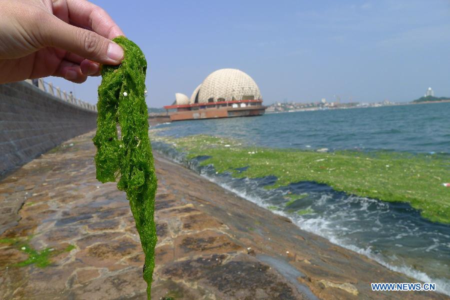 QINGDAO, June 8, 2013 (Xinhua) -- Photo taken on June 8, 2013 shows green algae at the beach area of Badaxia in Qingdao, a coastal city of east China's Shandong Province. A break-out of algae bloom, or "green tide," has spread in waters off the coastline of Shandong lately. (Xinhua/Huang Jiexian)