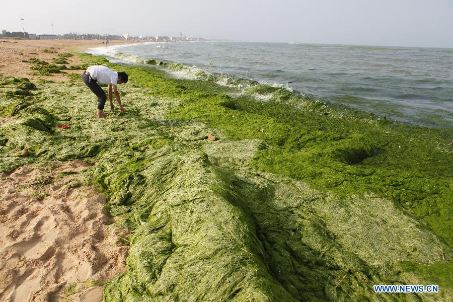 A tourist plays on a beach covered by green algae at Wanpingkou Eco Park in Rizhao, a coastal city of east China's Shandong Province, June 8, 2013. A break-out of algae bloom, or "green tide," has spread in waters off the coastline of Shandong lately. (Xinhua/Li Xiaolong)
