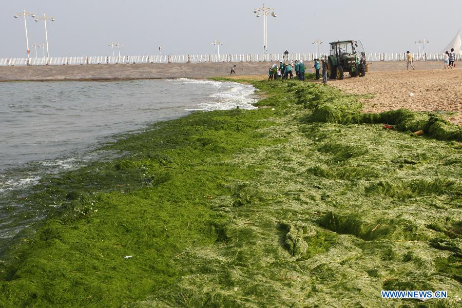 Workers clear green algae on a beach at Wanpingkou Eco Park in Rizhao, a coastal city of east China's Shandong Province, June 8, 2013. A break-out of algae bloom, or "green tide," has spread in waters off the coastline of Shandong lately. (Xinhua/Li Xiaolong)