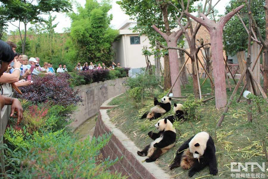 Guests are taking photo of Pandas.(CNTV)