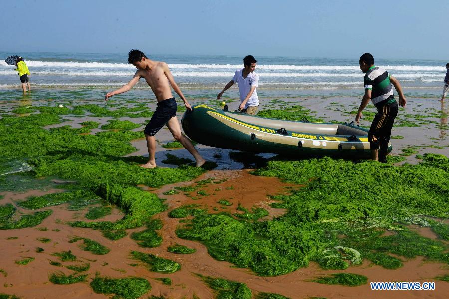 Tourists play on a beach covered by green algae in Qingdao, a coastal city of east China's Shandong Province, June 9, 2013. A break-out of algae bloom, or "green tide," has spread in waters off the coastline of Qingdao lately. (Xinhua) 