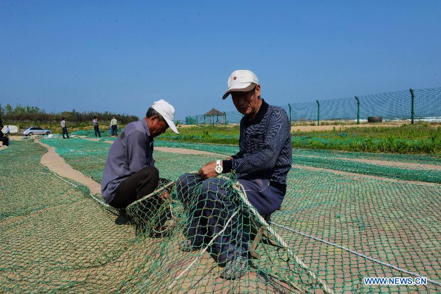 Workers prepare nets to block green algae on a beach in Qingdao, a coastal city of east China's Shandong Province, June 9, 2013. A break-out of algae bloom, or "green tide," has spread in waters off the coastline of Qingdao lately. (Xinhua) 