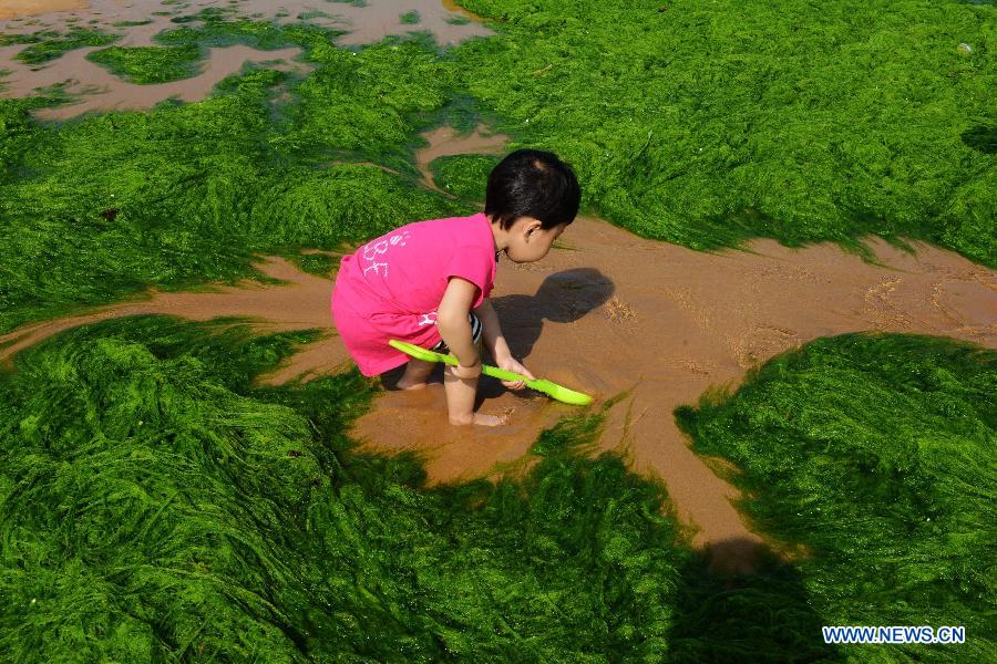 A child plays on a beach covered by green algae in Qingdao, a coastal city of east China's Shandong Province, June 9, 2013. A break-out of algae bloom, or "green tide," has spread in waters off the coastline of Qingdao lately. (Xinhua) 