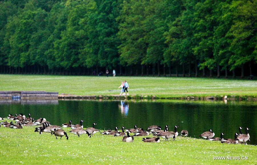 Ducks enjoy the sunshine at a park in the eastern suburbs of Brussels, capital of Belgium, on June 11, 2013. Local residents go to parks to enjoy the sunshine after experiencing a long and gloomy spring this year. (Xinhua/Zhou Lei)