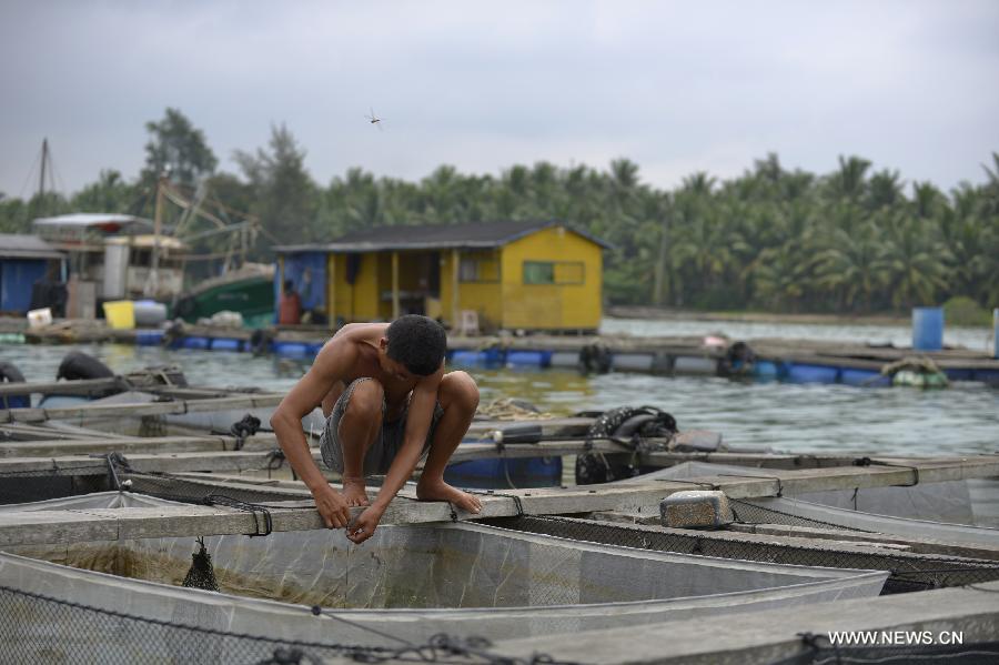 A man looks after the harvested fish at the Qinglan port in Wenchang City, south China's Hainan Province, June 11, 2013. (Xinhua/Pan Chaoyue) 
