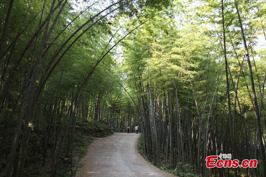 Photo taken in June shows the beautiful scenery of the Shunan Bamboo Sea in Changning County, Yibin, Southern Sichuan Province. (CNS/Liu Longquan)