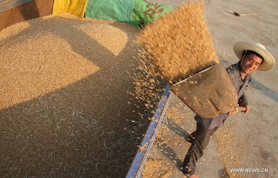 Farmer Fang Hongxi packs the truck with dried wheat in Zhangzhuang Village, Jiaozuo City, central China's Henan Province, June 12, 2013. According to the Ministry of Agriculture, China has harvested 210 million mu (about 14 million hectares) of winter wheat, which accounts for more than 60 percent of the total. (Xinhua/Feng Xiaomin)