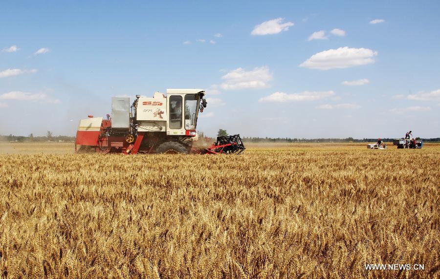 A reaper harvests wheat in farmland in Chengguan Town, Anyang City, central China's Henan Province, June 11, 2013. According to the Ministry of Agriculture, China has harvested 210 million mu (about 14 million hectares) of winter wheat, which accounts for more than 60 percent of the total. (Xinhua/Liu Xiaokun)  