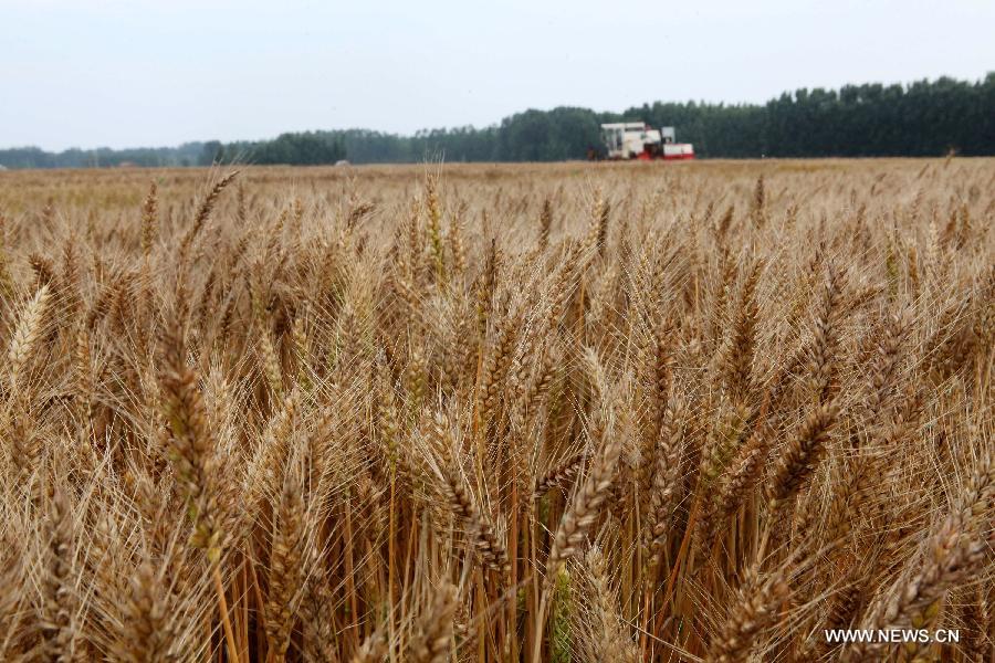 A reaper harvests wheat in Liugou Village, Ganyu County, east China's Jiangsu Province, June 12, 2013. According to the Ministry of Agriculture, China has harvested 210 million mu (about 14 million hectares) of winter wheat, which accounts for more than 60 percent of the total. (Xinhua/Si Wei) 