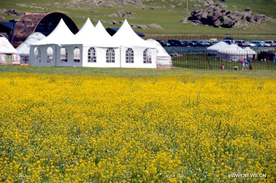 Photo taken on June 11, 2013 shows the scenery of the Argonne Ghet grassland in Burqin County, northwest China's Xinjiang Uygur Autonomous Region, June 11, 2013. (Xinhua/Sadat)