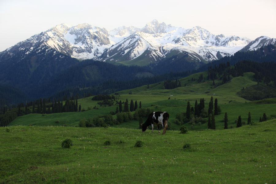 A cow grazes leisurely at the foot of Yili Snow Mountain. (Photo/Guo Chunyan)