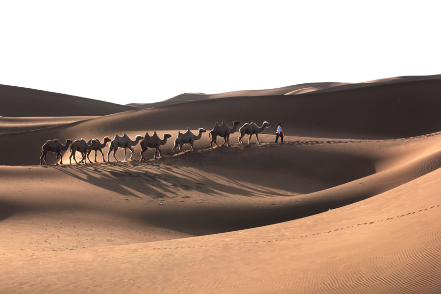 In the Kumtag Desert and Turpan Depression, camels make their journeys with their owner. Located in the south of Shanshan County, the desert together with Tianchi and Bosten lakes are the three most favorite tourist resorts in Xinjiang. (Photo/Guo Chunyan)