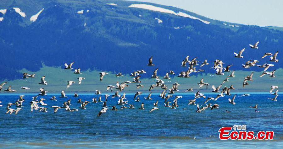 Birds enjoy summer on the Sayram Lake in Bortala Prefecture, Urumqi, Northwest China's Xinjiang Uygur Autonomous Region in June. (CNS/Sun Mingliang)