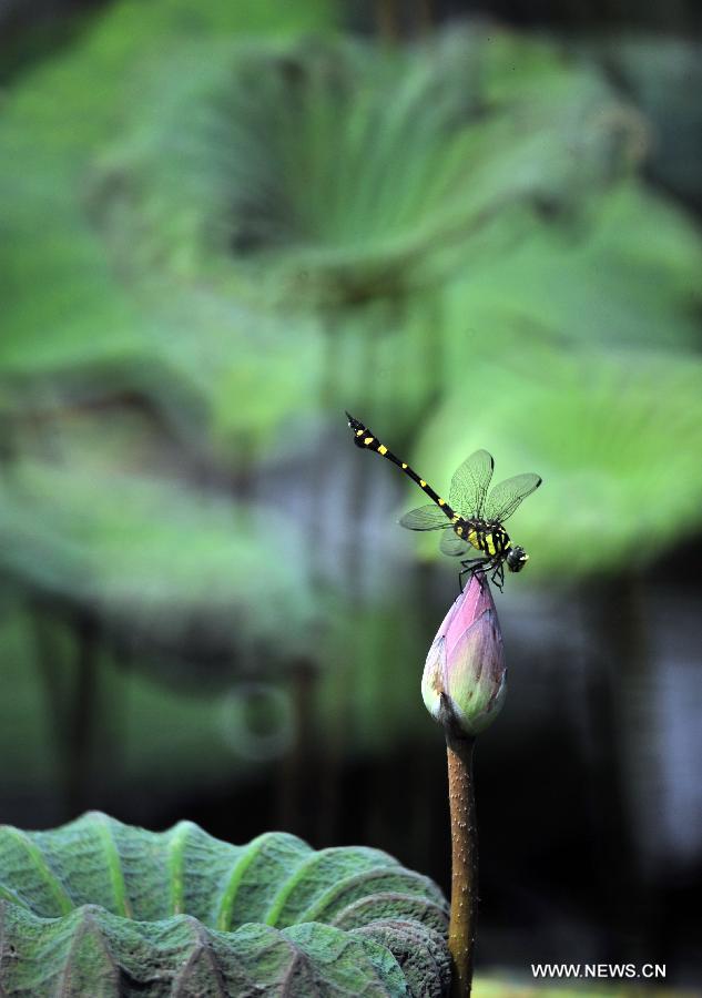 A dragonfly rests on a lotus bud at the Taipei Botanical Garden in Taipei, southeast China's Taiwan, June 15, 2013. (Xinhua/Wu Ching-teng) 