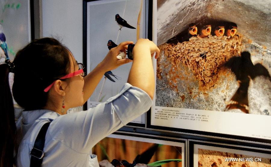 A visitor takes photos of an exhibited picture at a gallery in Baotou of north China's Inner Mongolia Autonomous Region, June 16, 2013. A gallery showing birds-related photos witnessed a lot of visitors here on Sunday. (Xinhua/Zhao Tingting) 