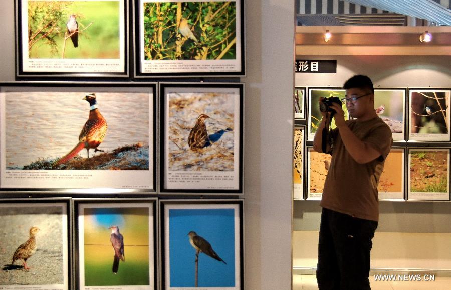 A visitor takes photos of an exhibited picture at a gallery in Baotou of north China's Inner Mongolia Autonomous Region, June 16, 2013. A gallery showing birds-related photos witnessed a lot of visitors here on Sunday. (Xinhua/Zhao Tingting) 