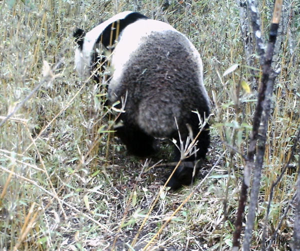 This photo taken on April 21, 2013, shows a giant panda in the wild in the state-level Baishuijiang natural reserve in Northwest China's Gansu province. This is the first time in more than 10 years that the reserve has captured images of a giant panda in the wild. (Xinhua)