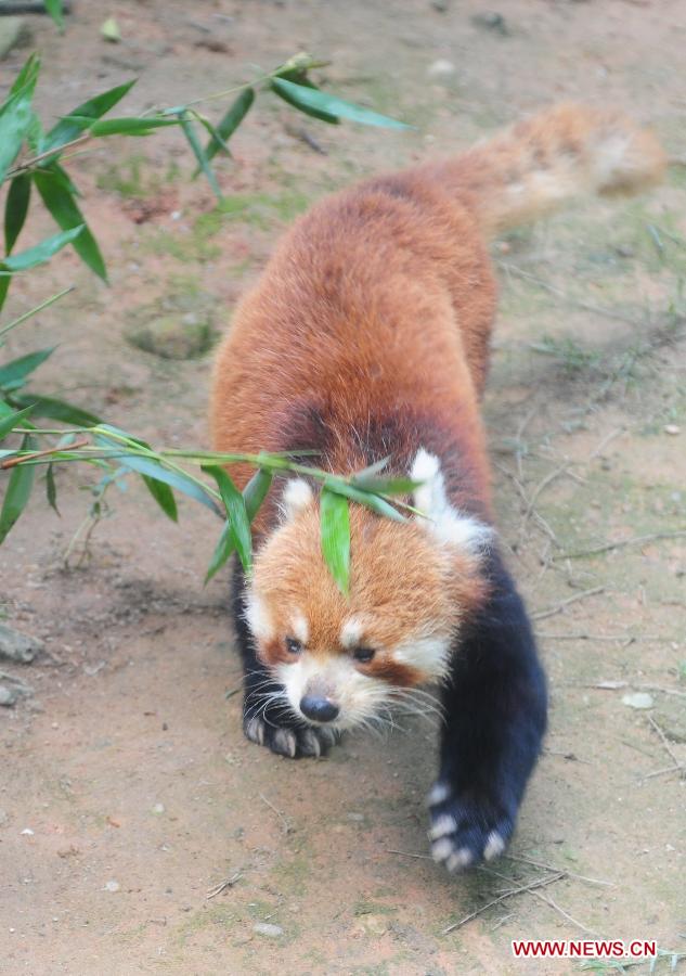 One of a triplet red pandas (ailurus fulgens) is seen at the Panda World in Fuzhou, capital of southeast China's Fujian Province, June 16, 2013. Fujian announced Sunday at the Fifth Straits Forum that the triplet, born at the Panda World, will be donated to the Taipei Zoo in southeast China's Taiwan to promote cross-Taiwan-Strait cooperation of wild animals breeding. (Xinhua/Lin Shanchuan)