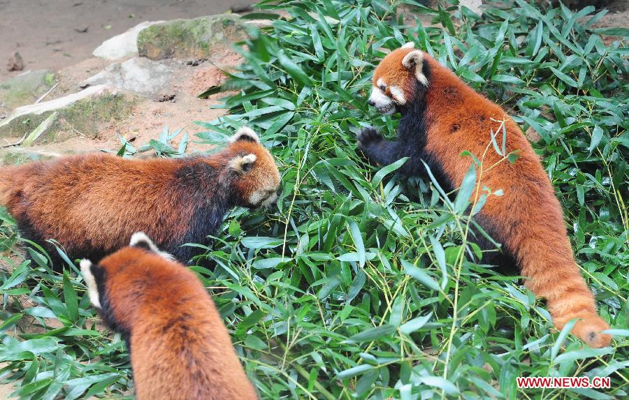 A triplet of red pandas (ailurus fulgens) are seen at the Panda World in Fuzhou, capital of southeast China's Fujian Province, June 16, 2013. Fujian announced Sunday at the Fifth Straits Forum that the triplet, born at the Panda World, will be donated to the Taipei Zoo in southeast China's Taiwan to promote cross-Taiwan-Strait cooperation of wild animals breeding. (Xinhua/Lin Shanchuan)
