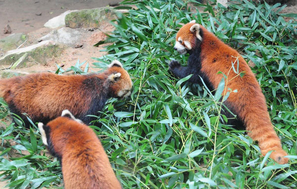 Three red pandas, Huan Huan, Mei Ke and Ya Ya, appear in a photo taken on June 16, 2013 at the Straits Panda Research Center in Fuzhou, Fujian province. They will be sent as presents to the Taipei Zoo for the purpose of enhancing the cross-Strait cooperation for wildlife breeding and educating Taiwan residents about wild life from the Chinese mainland. (Xinhua)