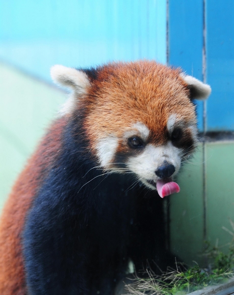 A red panda poses for a photo on June 16, 2013 at the Straits Panda Research Center in Fuzhou, Fujian province. Three red pandas, Huan Huan, Mei Ke and Ya Ya will be sent as presents to the Taipei Zoo for the purpose of enhancing the cross-Strait cooperation for wildlife breeding and educating Taiwan residents about wild life from the Chinese mainland (Xinhua)