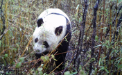 Giant panda spotted in the wild in NW China