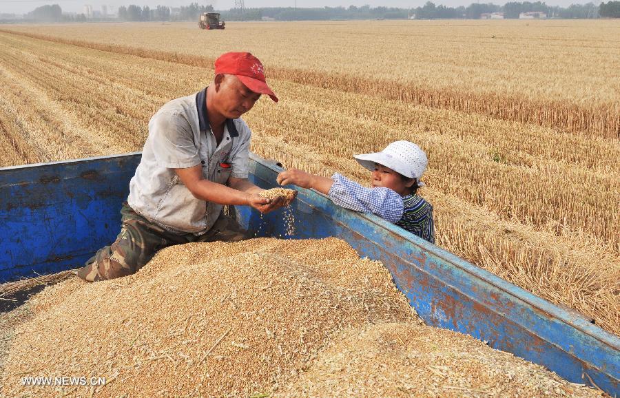 Wang Zongpeng (L), a farmer of the Dongbai Village, checks the harvested wheat with his wife in Zouping County, east China's Shandong Province, June 16, 2013. Benefiting from the land transfer policy, Wang grew 219 mu (about 14.67 hectares) of wheat field in 2012. Due to the scale effect, his yearly net income is expected to reach about 100,000 yuan (16320 dollars) this year. (Xinhua/Dong Naide)