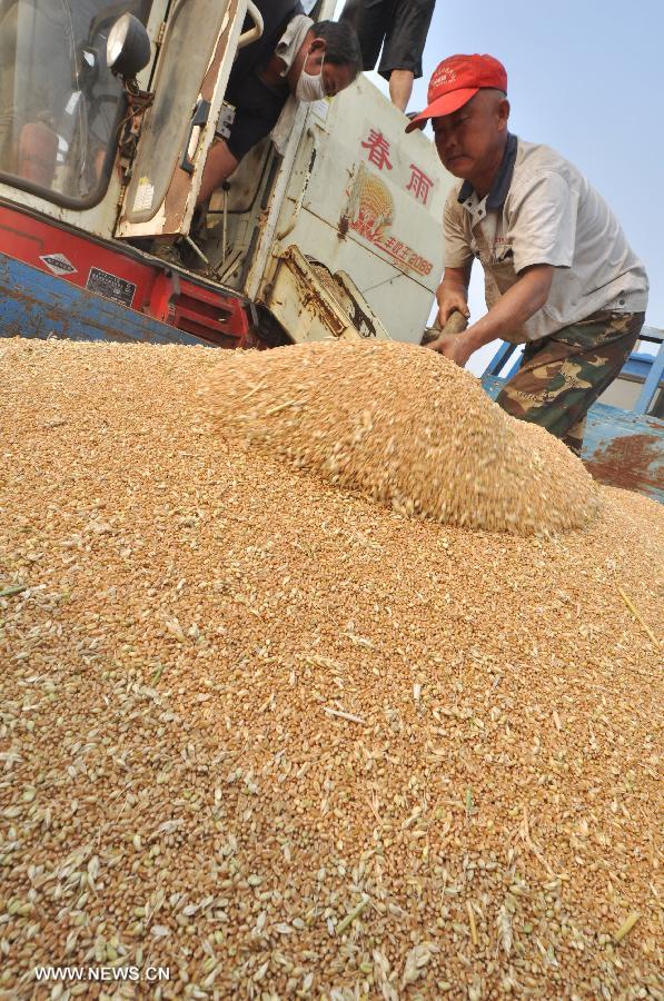 Wang Zongpeng, a farmer of the Dongbai Village, piles the harvested wheat in Zouping County, east China's Shandong Province, June 16, 2013. Benefiting from the land transfer policy, Wang grew 219 mu (about 14.67 hectares) of wheat field in 2012. Due to the scale effect, his yearly net income is expected to reach about 100,000 yuan (16320 dollars) this year. (Xinhua/Dong Naide)