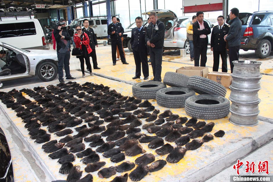 Customs officials at Manzhouli, the Inner Mongolia Autonomous Region, discovered a haul of 213 wild bear paws that had been hidden in a vehicle by two Russian nationals, the biggest seizure of smuggled paws ever made by Chinese customs. (Photo by Liu Wenhua/ CNS)