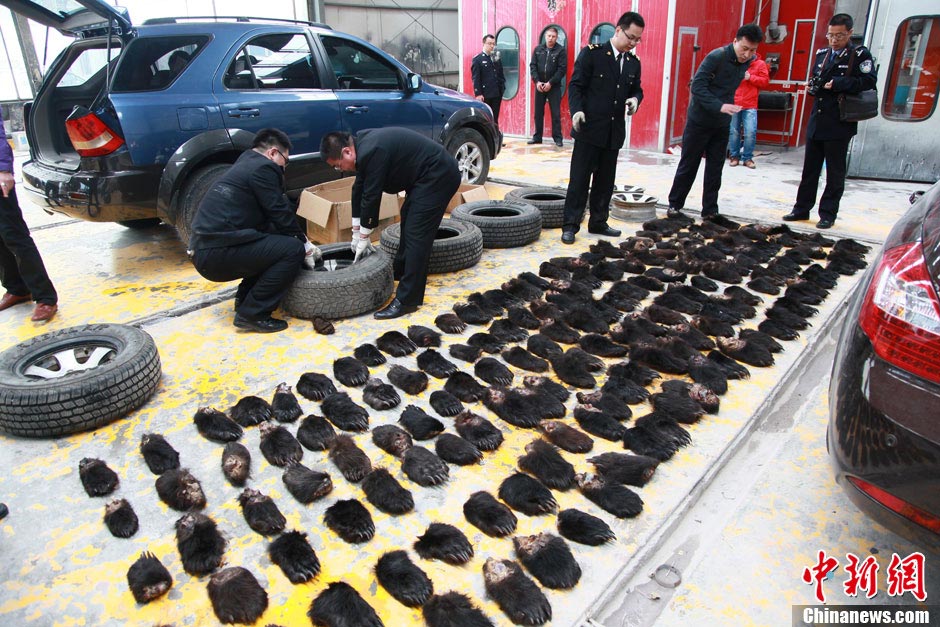 Customs officials at Manzhouli, the Inner Mongolia Autonomous Region, discovered a haul of 213 wild bear paws that had been hidden in a vehicle by two Russian nationals, the biggest seizure of smuggled paws ever made by Chinese customs. (Photo by Liu Wenhua/ CNS)