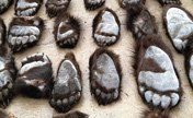 China customs nabs 213 smuggled wild bear paws